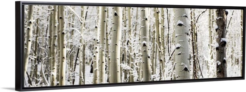Snowy Birch Trees in a Forest, Aspen, Black Float Frame Canvas Art, Tree Artwork
