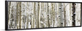 Snowy Birch Trees in a Forest, Aspen, Black Float Frame Canvas Art, Tree Artwork