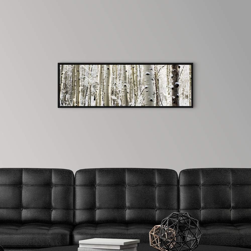 Snowy Birch Trees in a Forest, Aspen, Black Float Frame Canvas Art, Tree Artwork