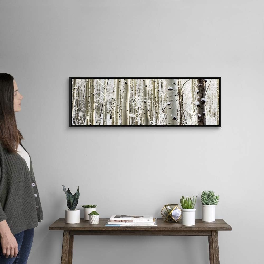 Snowy Birch Trees in a Forest, Aspen, Black Float Frame Canvas Art, Tree Artwork