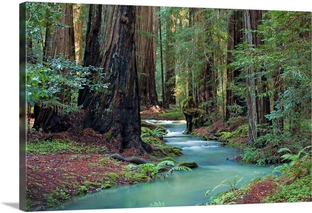 CANVAS ON DEMAND Redwood Forest II Canvas Wall Art Print by Rita Crane, Home Decor, Nature Artwork, 48' x32in