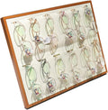 Eyeglass Displays 12/16/18 Piece Sunglass Eyewear Eye Wear Display Tray Case Stand Sunglasses Storage Organizer Eyeglasses Display Case Eyewear Storage Display Risers(A)